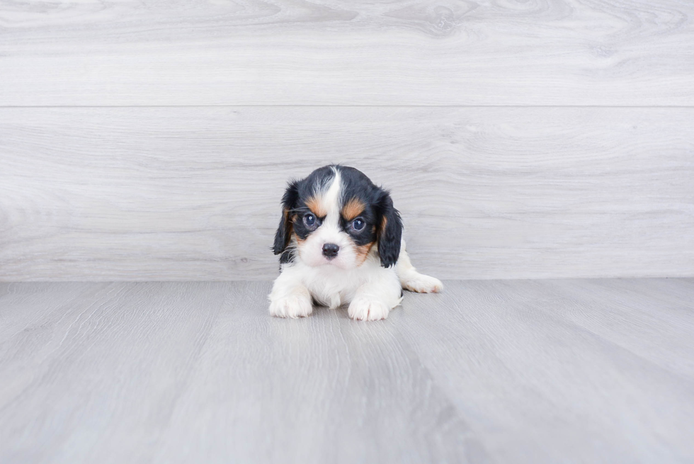 Best Cavalier King Charles Spaniel Baby