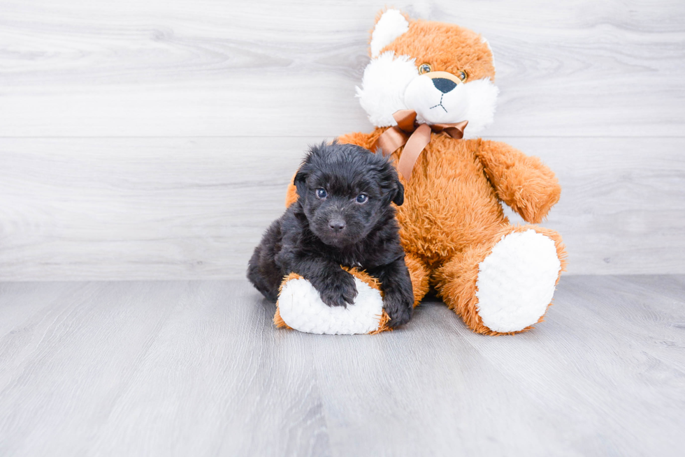 Smart Mini Aussiedoodle Poodle Mix Pup