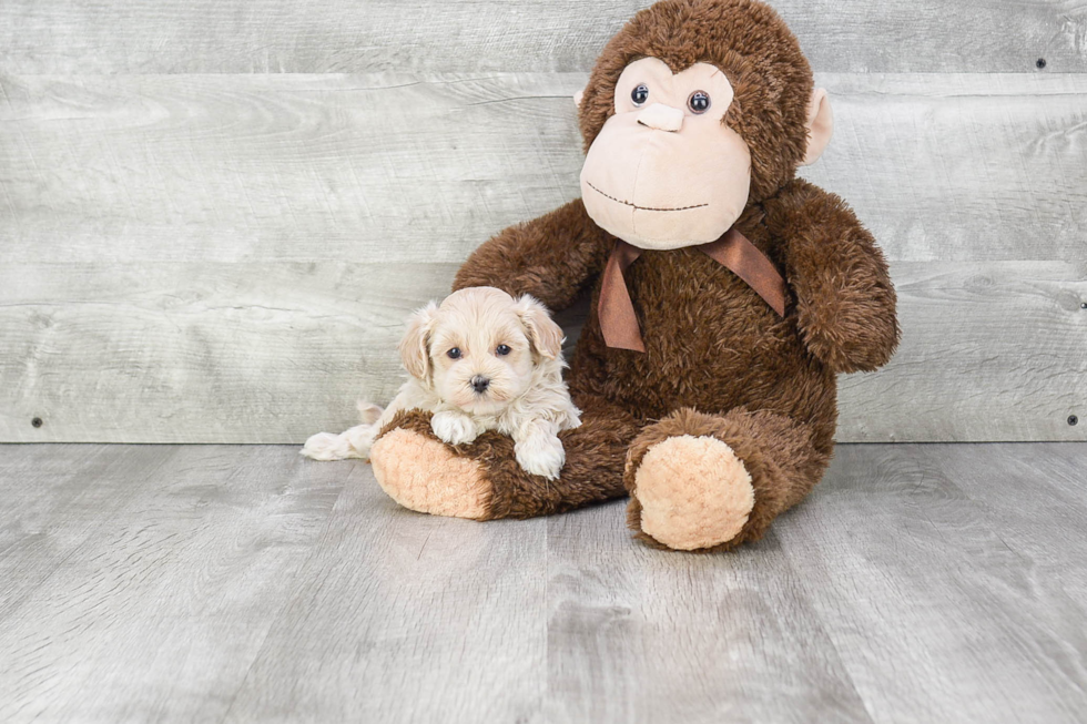 Playful Maltese Poodle Poodle Mix Puppy