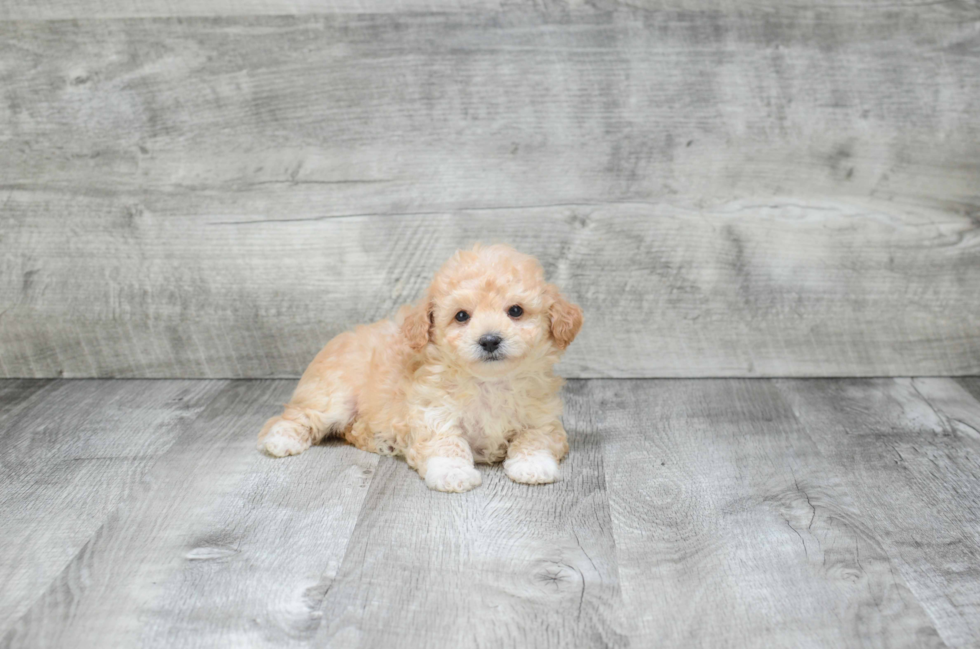 Hypoallergenic Maltepoo Poodle Mix Puppy