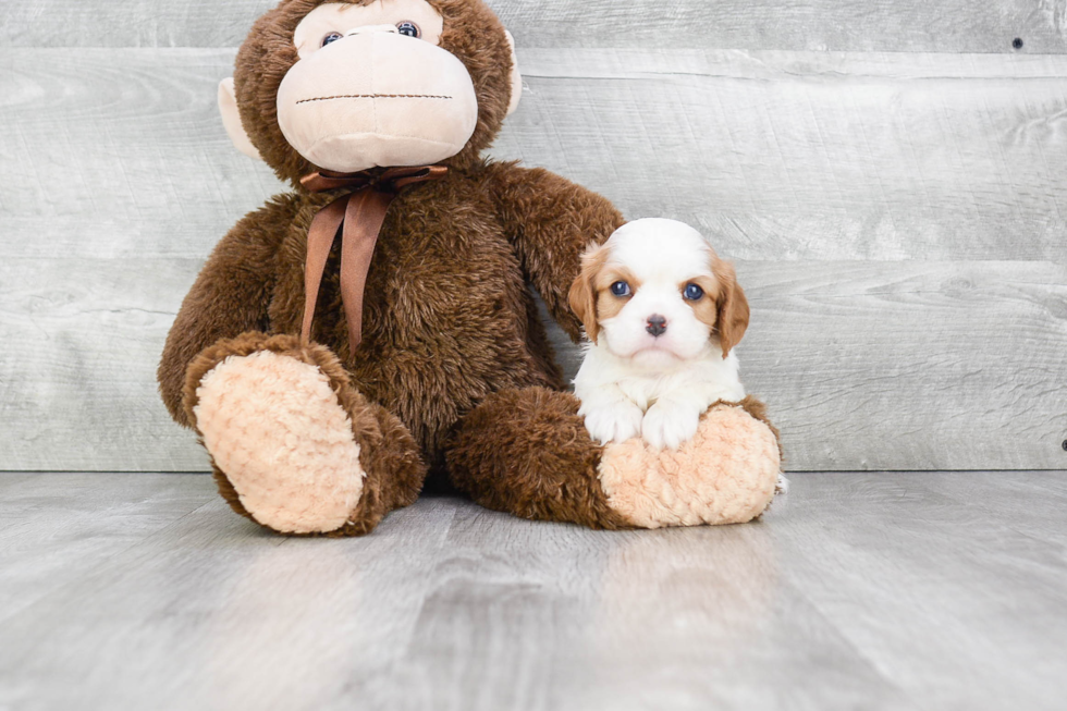 Cavalier King Charles Spaniel Pup Being Cute