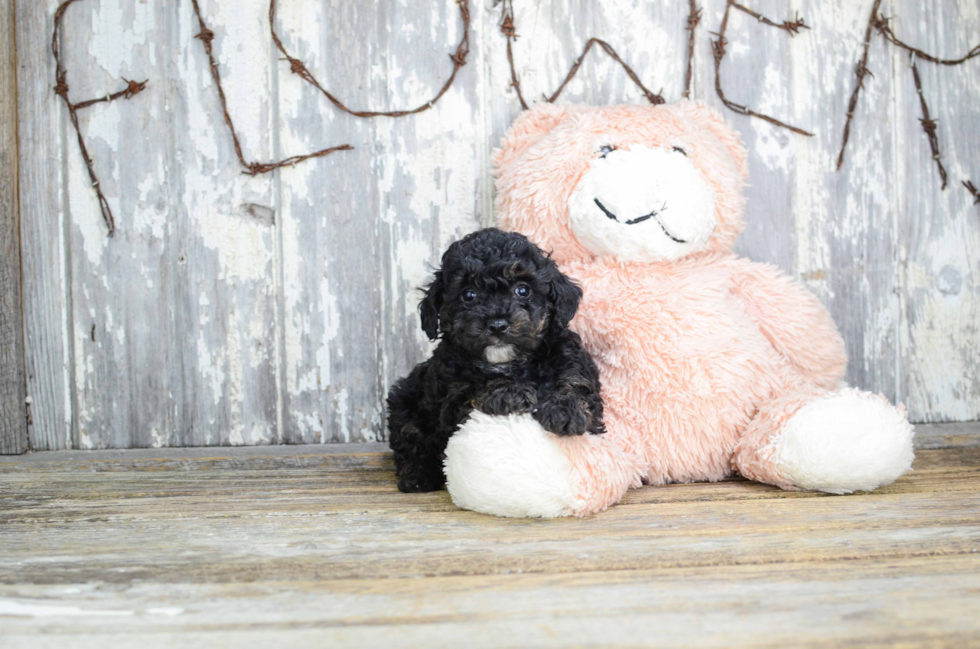 Yorkie Poo Pup Being Cute