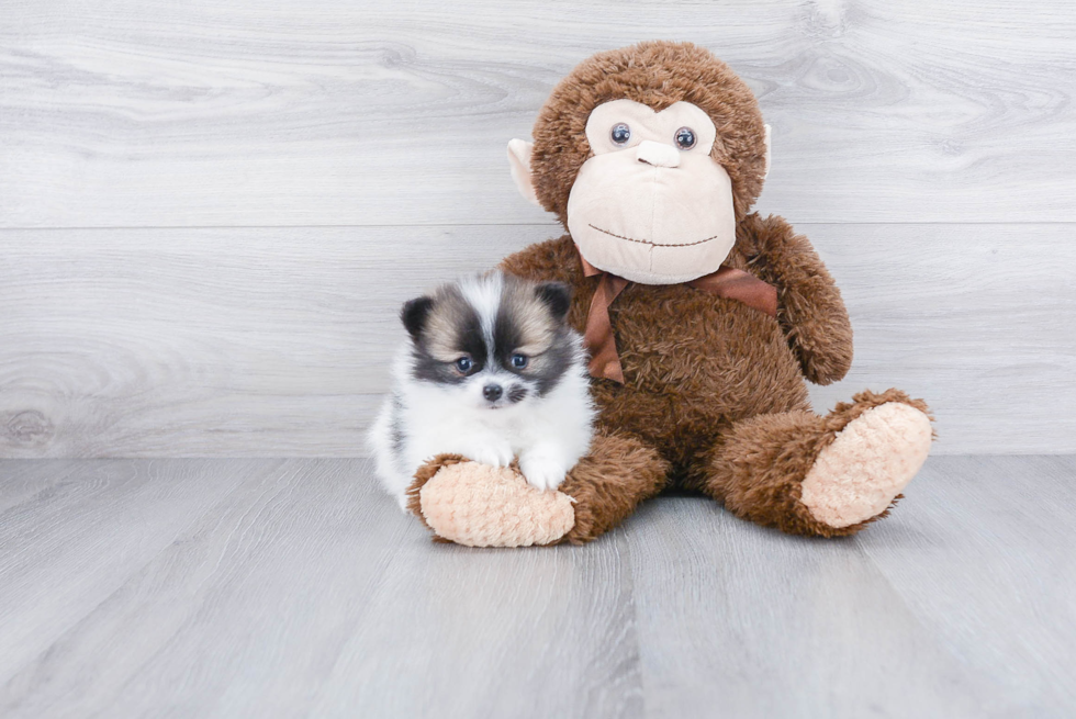 Happy Pomeranian Purebred Puppy