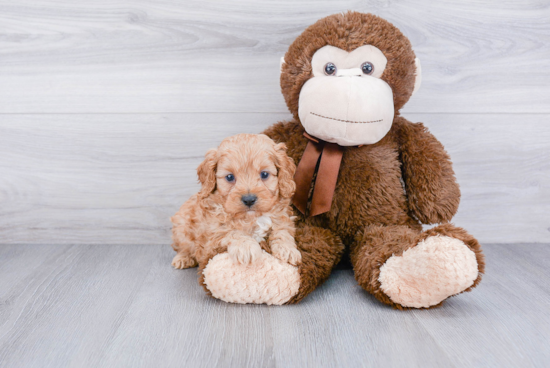 Happy Cavapoo Baby