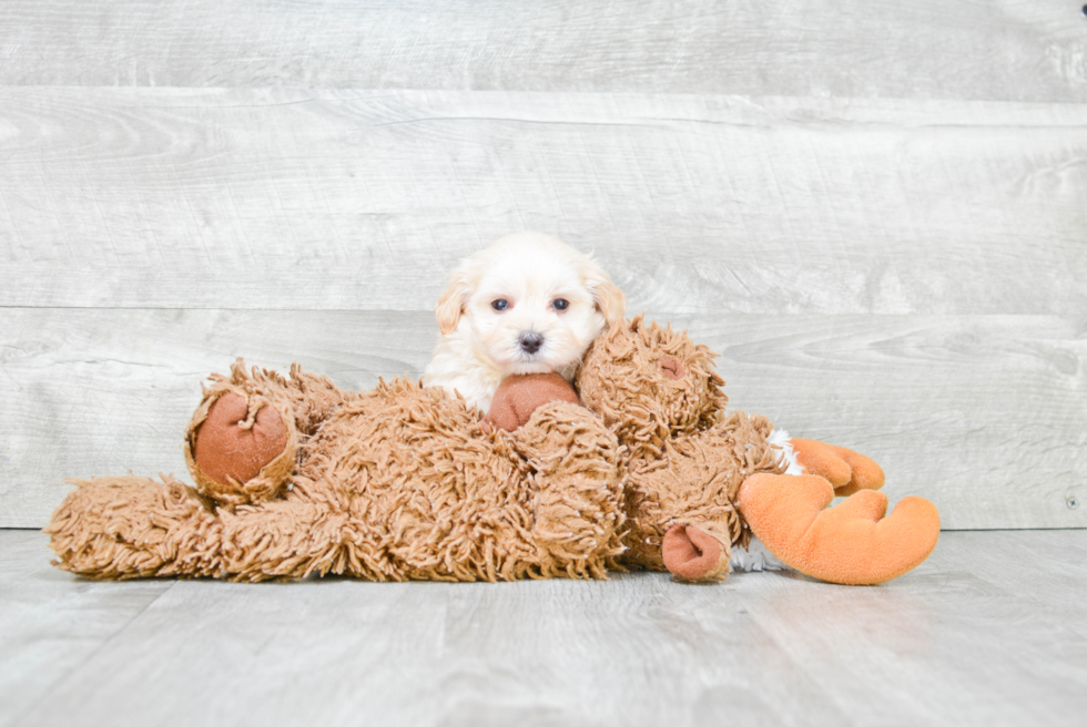 Best Maltipoo Baby