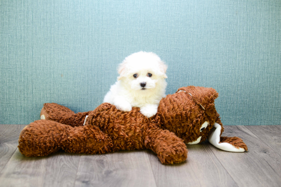 Smart Maltipoo Poodle Mix Pup