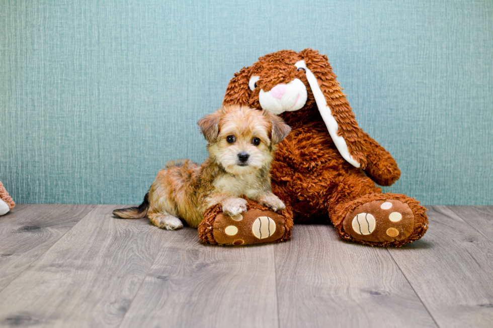 Hypoallergenic Yorkie Designer Puppy