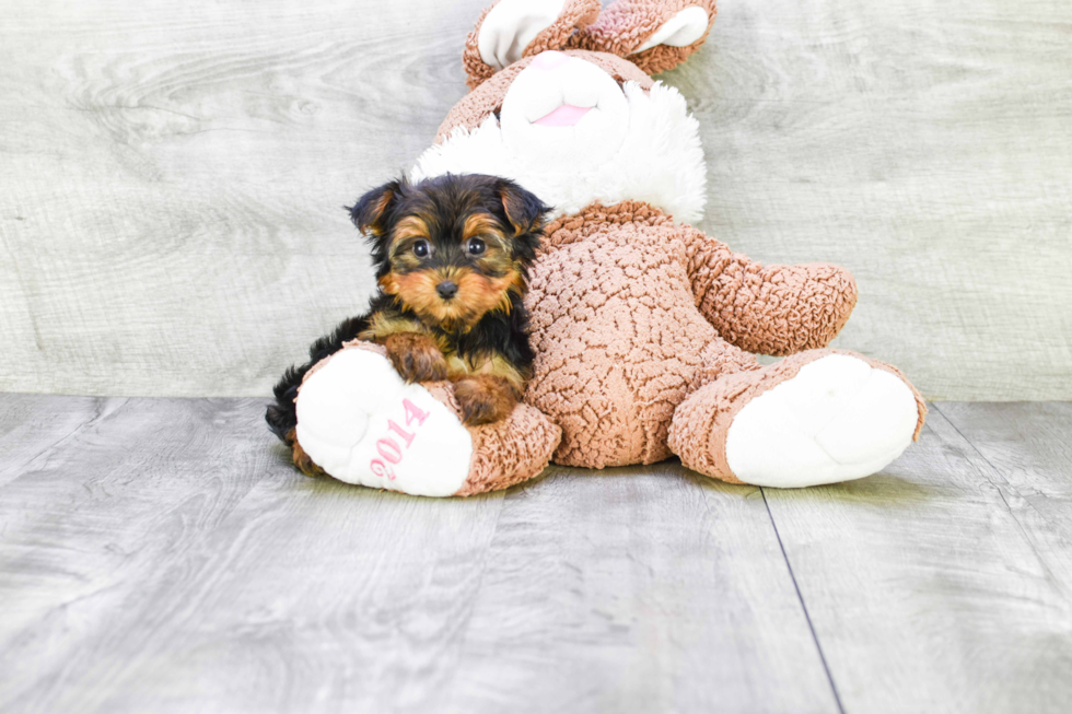 Meet Heidi - our Yorkshire Terrier Puppy Photo 