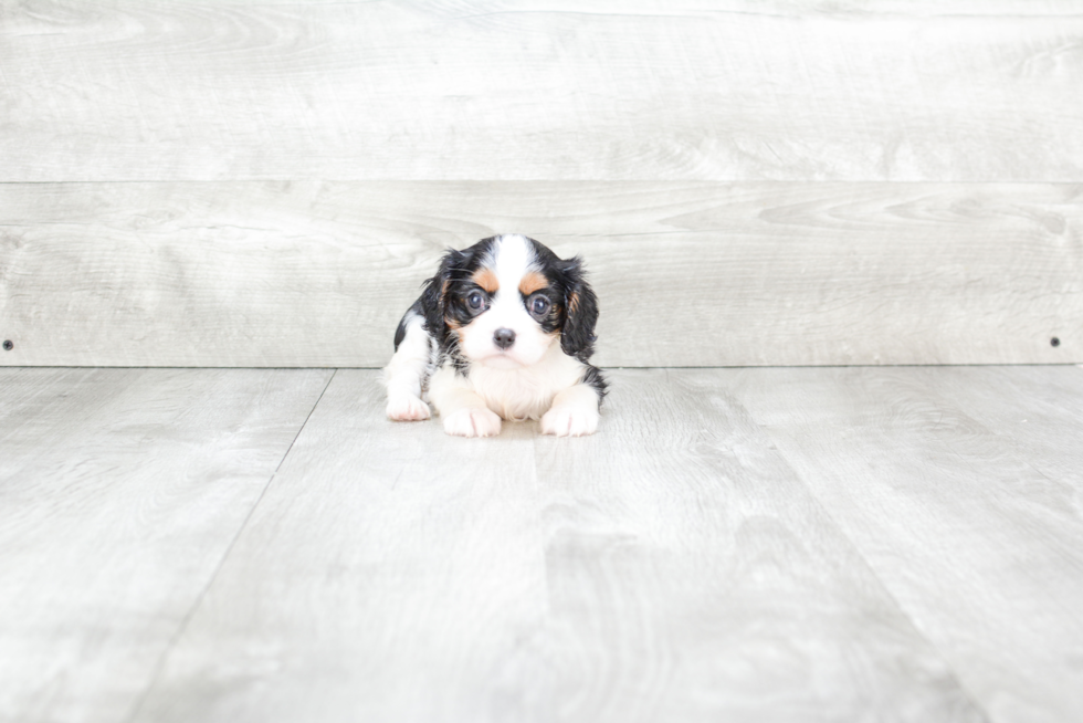 Cavalier King Charles Spaniel Puppy for Adoption