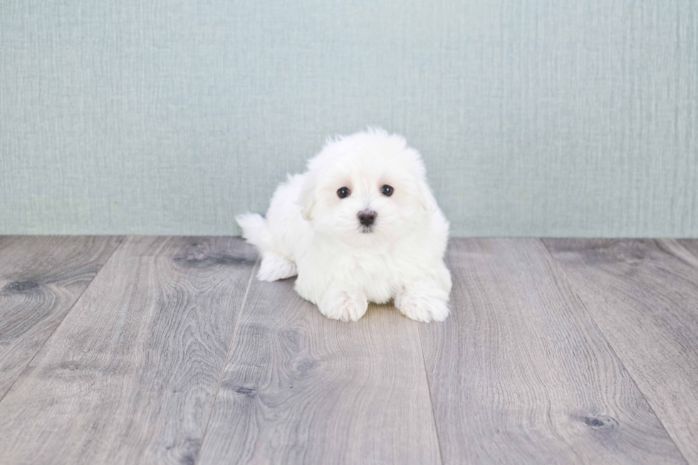 Popular Maltese Baby
