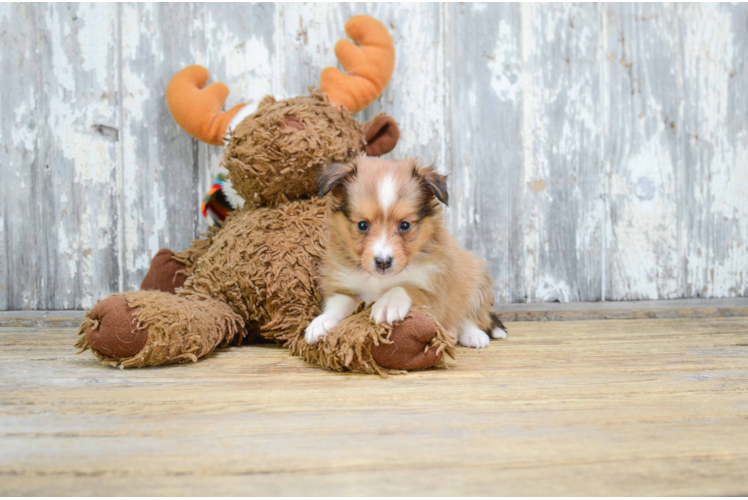 Cute Sheltie Baby