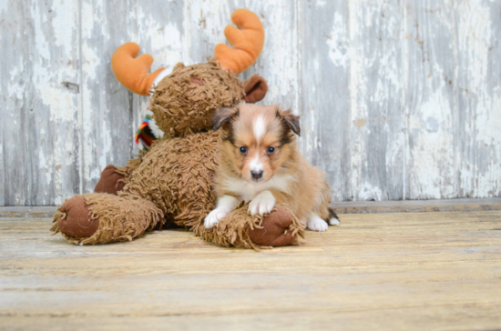 Cute Sheltie Baby