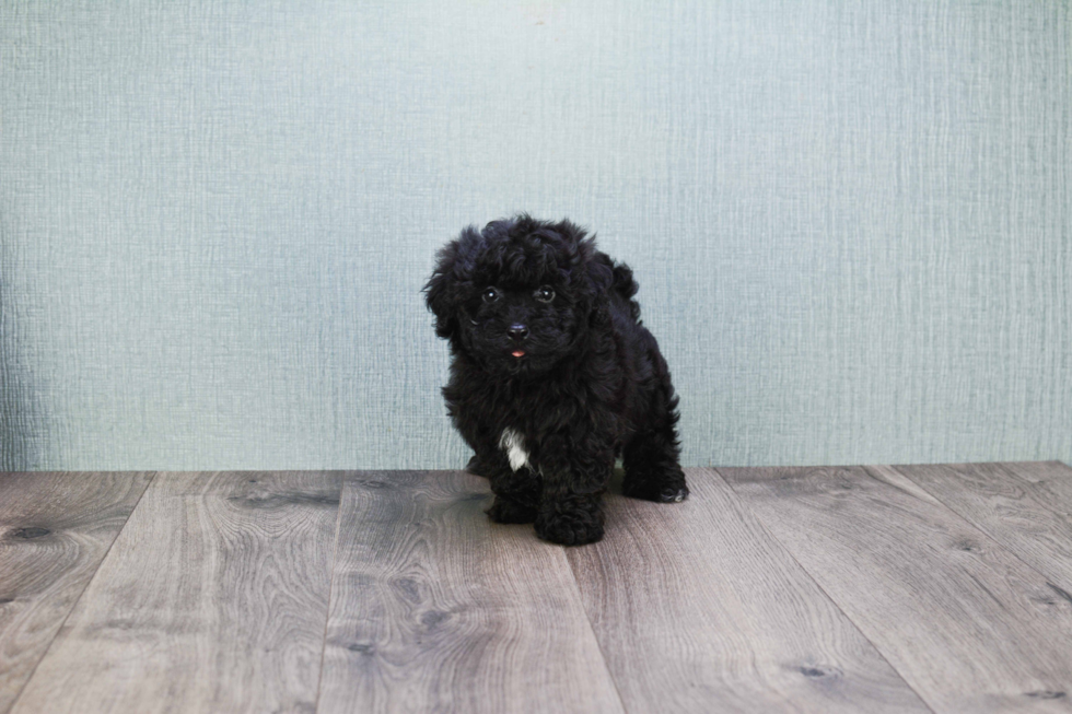 Happy Cavapoo Baby