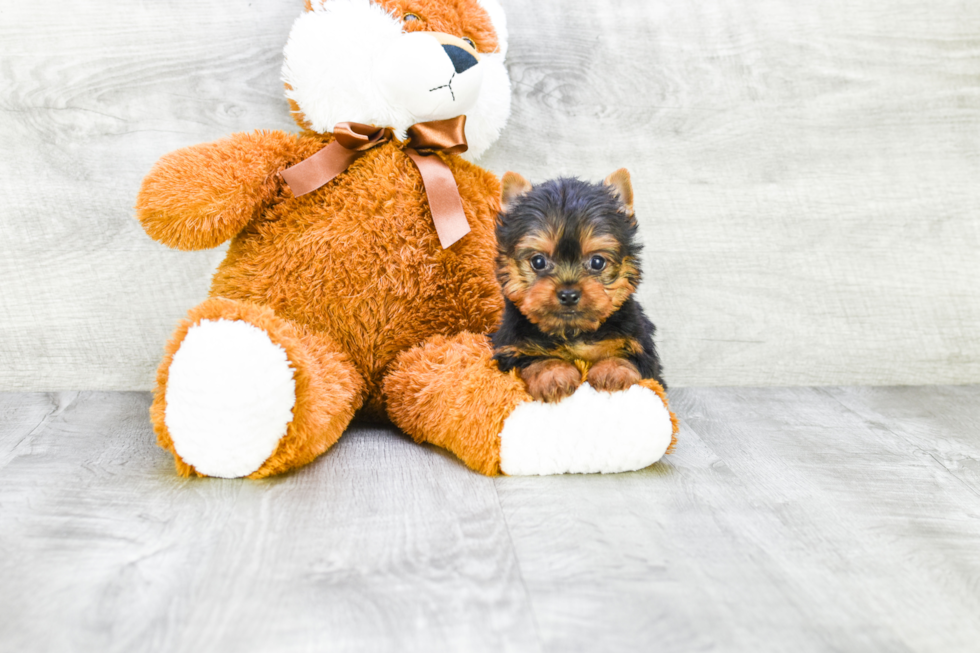 Meet Zoro - our Yorkshire Terrier Puppy Photo 