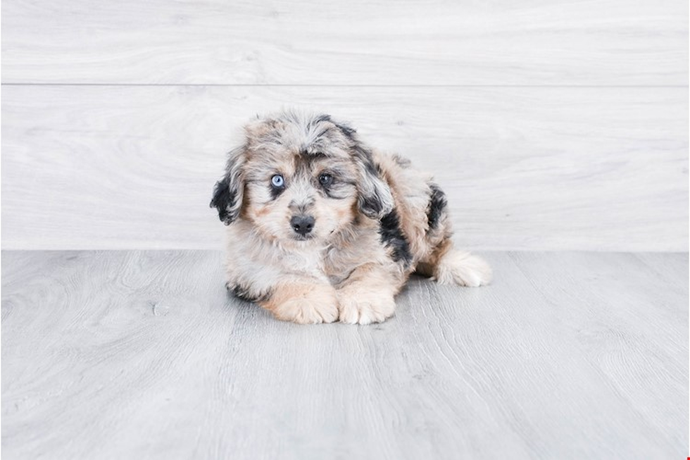 Mini Aussiedoodle Pup Being Cute