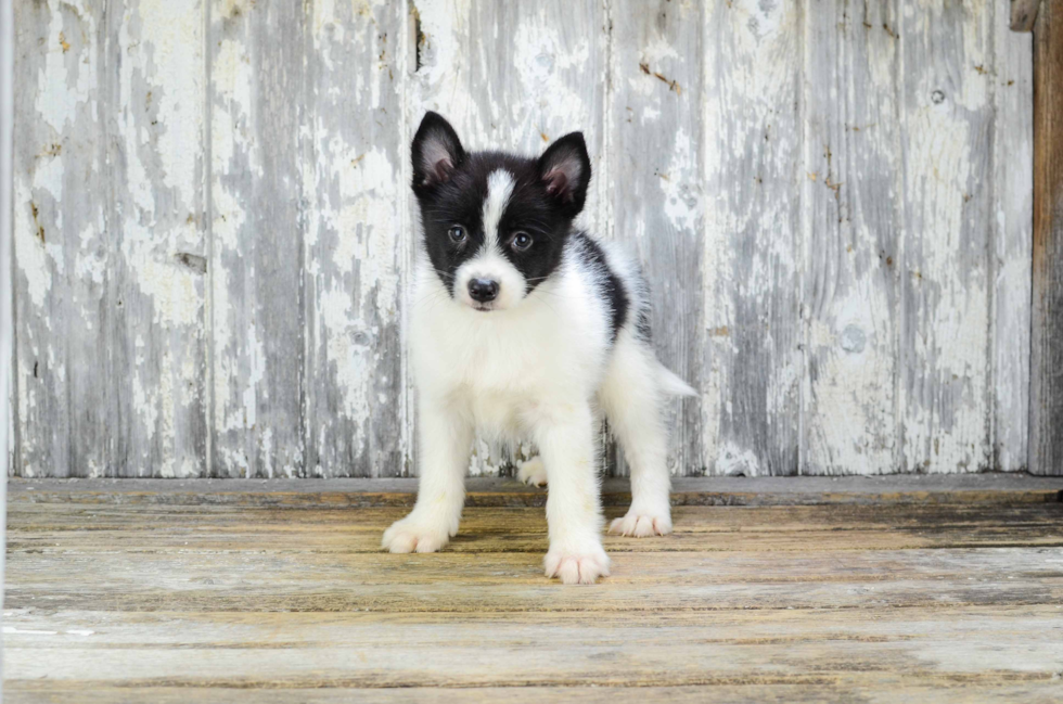 Happy Pomsky Baby