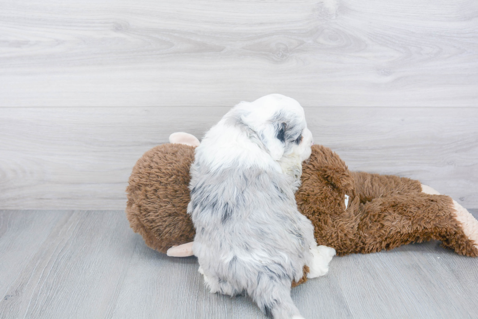 Happy Mini Sheepadoodle Baby