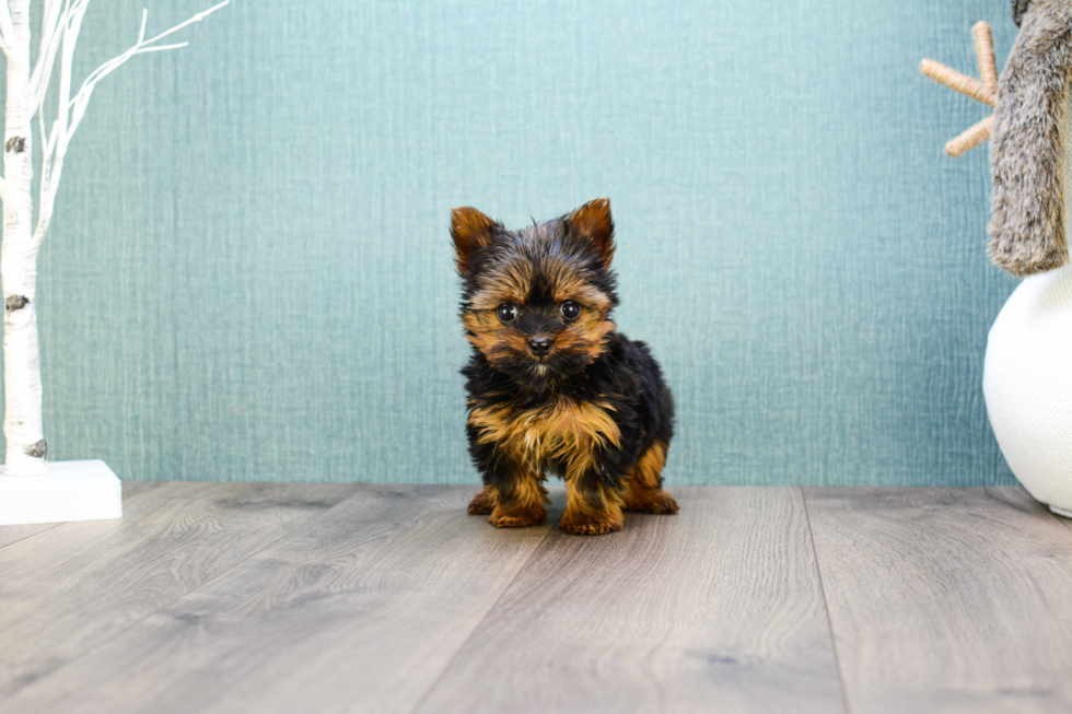 Meet Micro Teacup-Rebecca - our Yorkshire Terrier Puppy Photo 