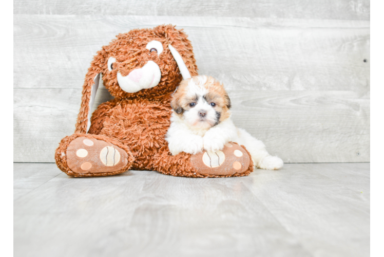 Teddy Bear Pup Being Cute