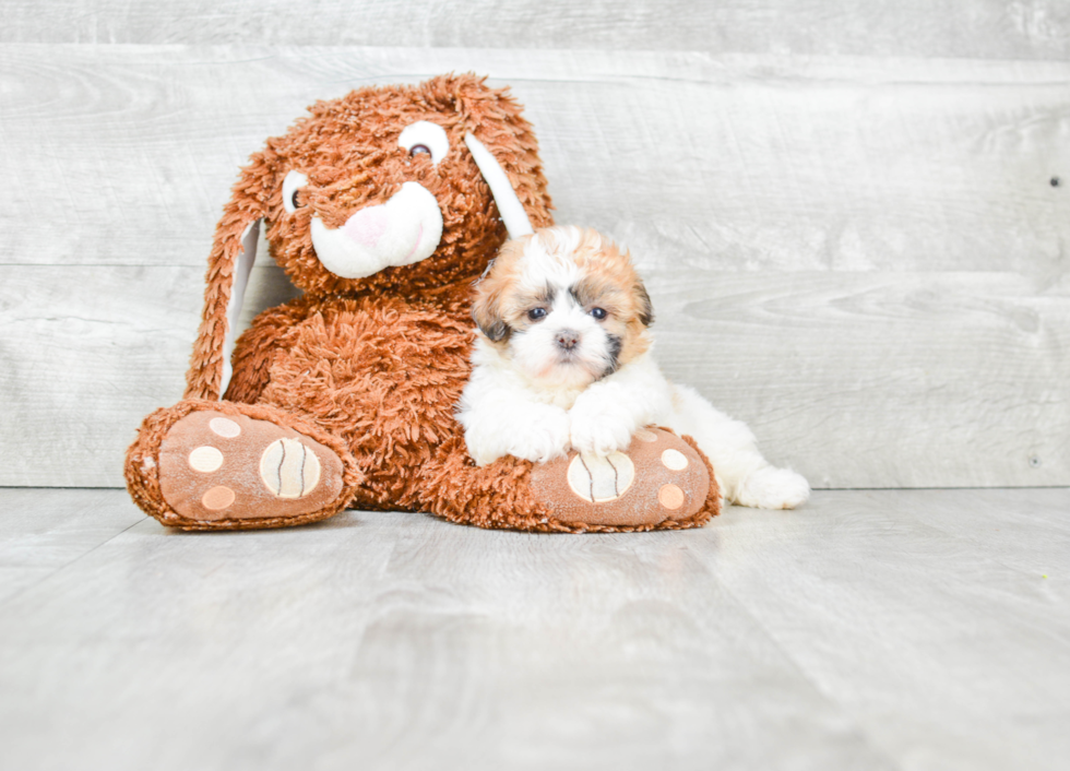 Teddy Bear Pup Being Cute