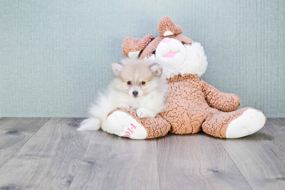 Best Pomeranian Baby