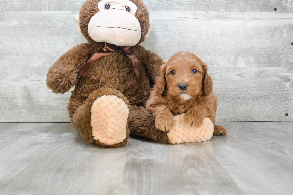 Best Mini Goldendoodle Baby