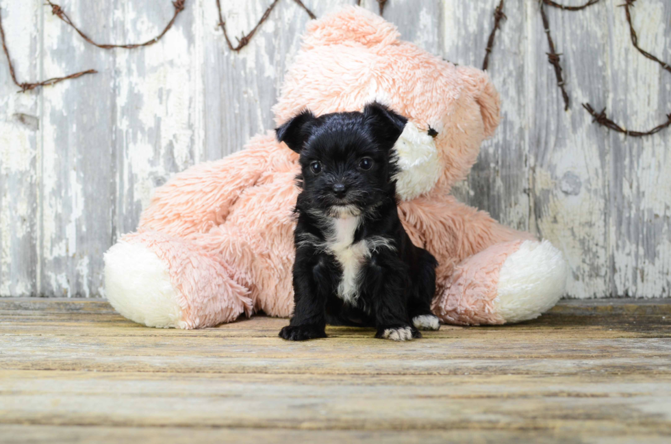 Morkie Pup Being Cute