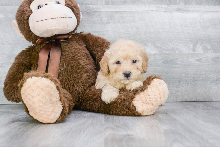 Hypoallergenic Maltepoo Poodle Mix Puppy