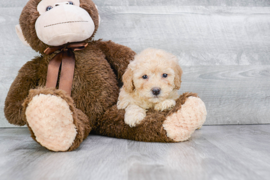 Hypoallergenic Maltepoo Poodle Mix Puppy