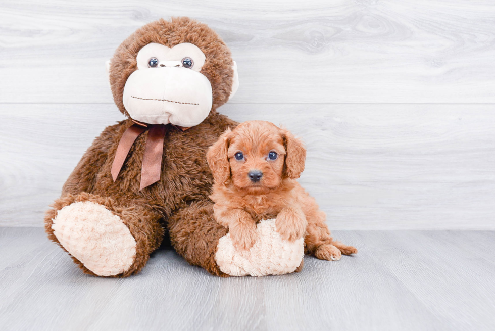 Cavapoo Puppy for Adoption