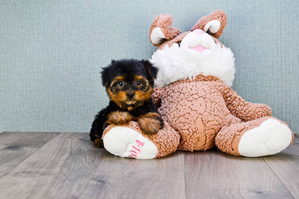 Meet Tracy - our Yorkshire Terrier Puppy Photo 