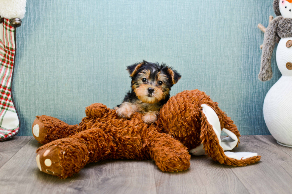 Meet Avery - our Yorkshire Terrier Puppy Photo 