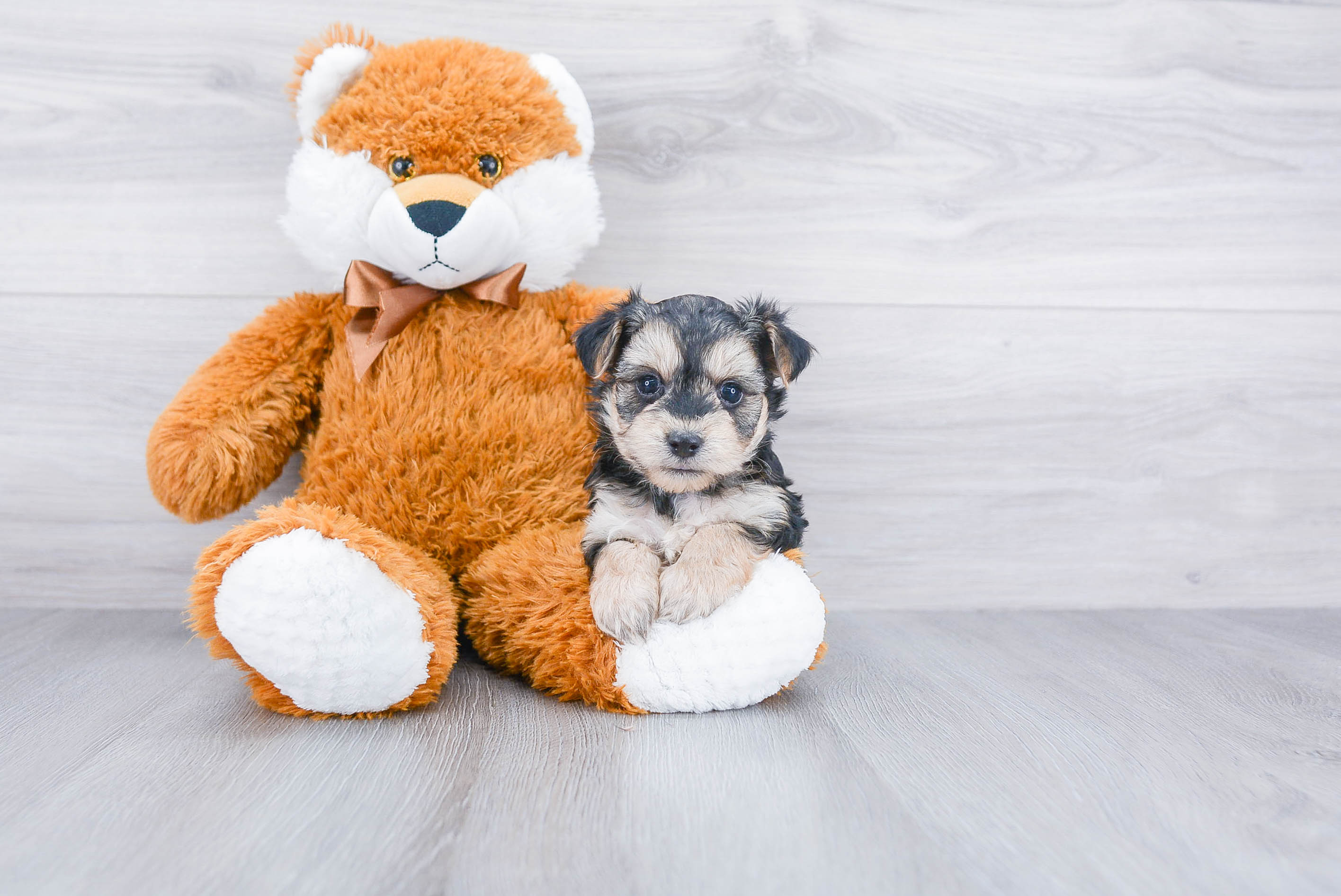Petite Morkie Designer Pup