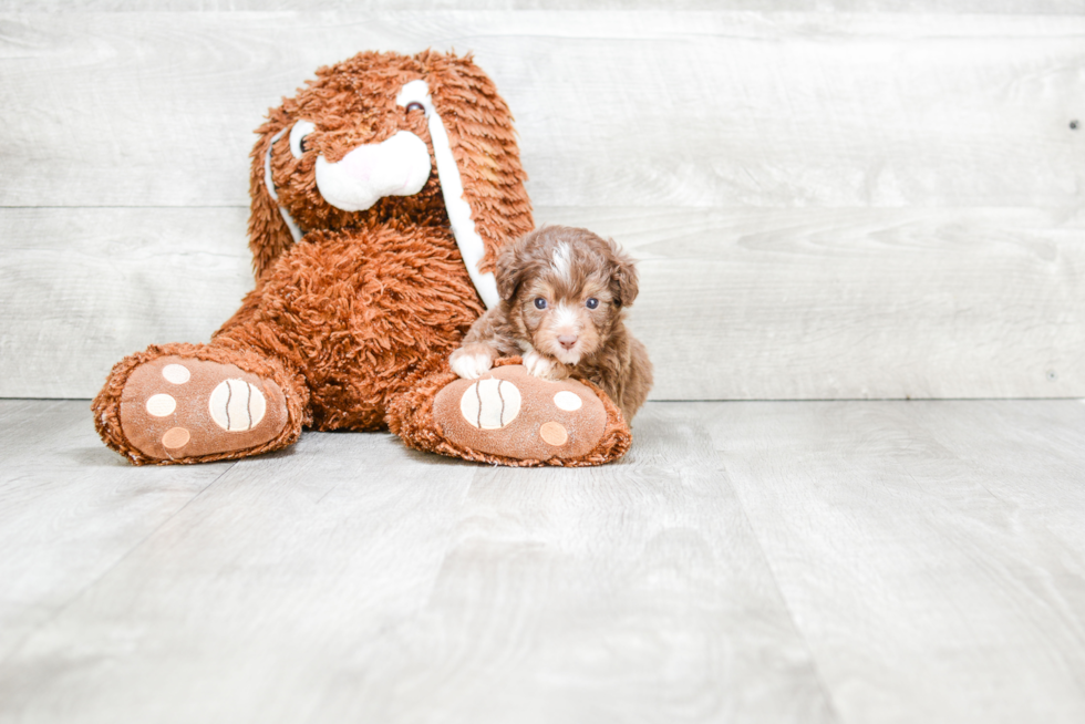 Mini Aussiedoodle Pup Being Cute