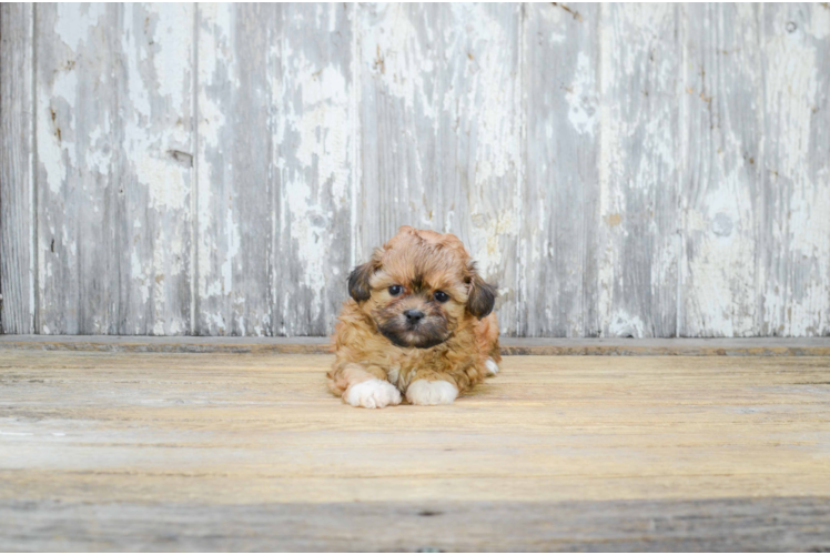 Teddy Bear Puppy for Adoption