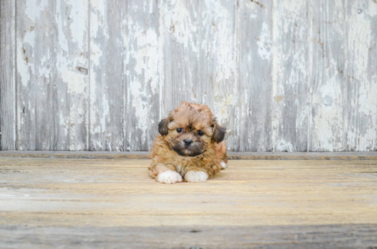 Teddy Bear Puppy for Adoption