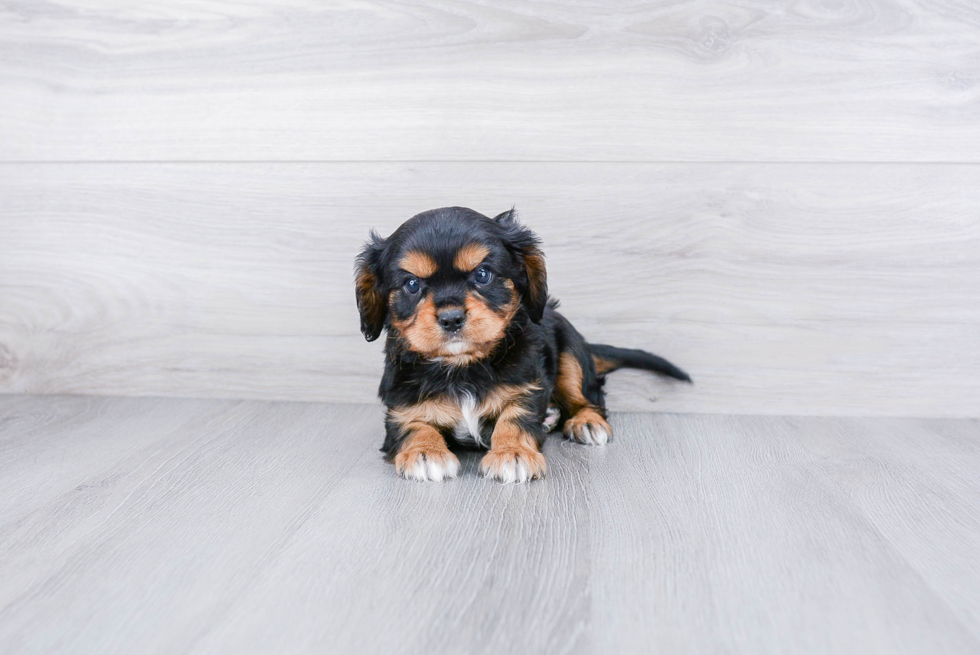 Playful Cavalier King Charles Spaniel Baby