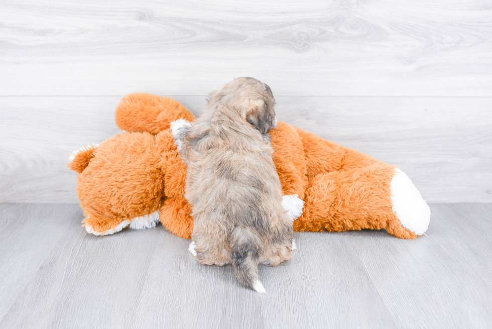 Friendly Teddy Bear Baby