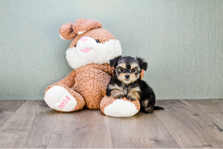 Morkie Pup Being Cute