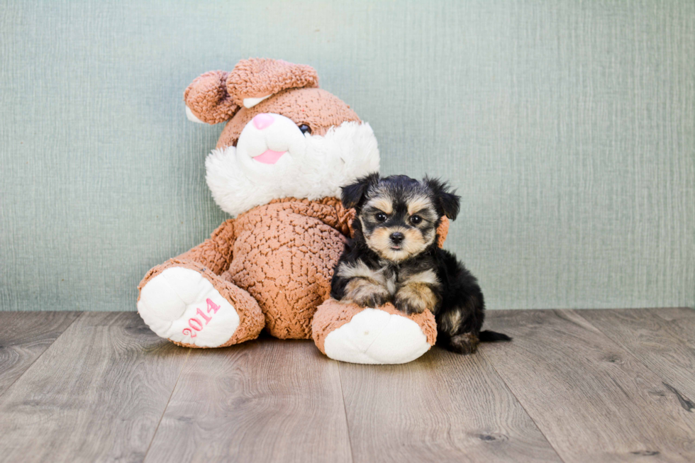 Morkie Pup Being Cute