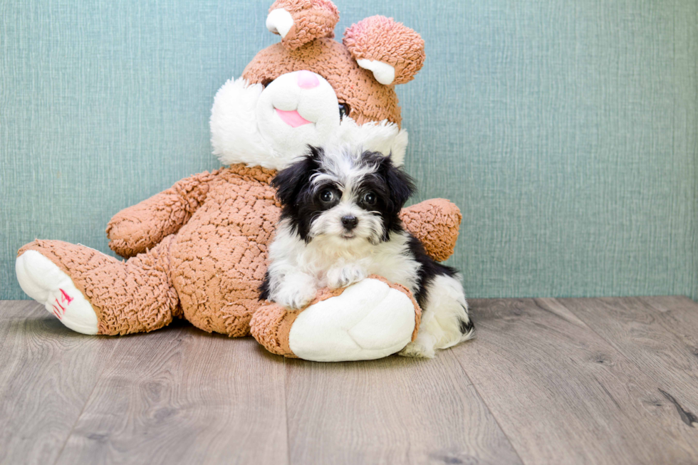 Small Havanese Purebred Pup