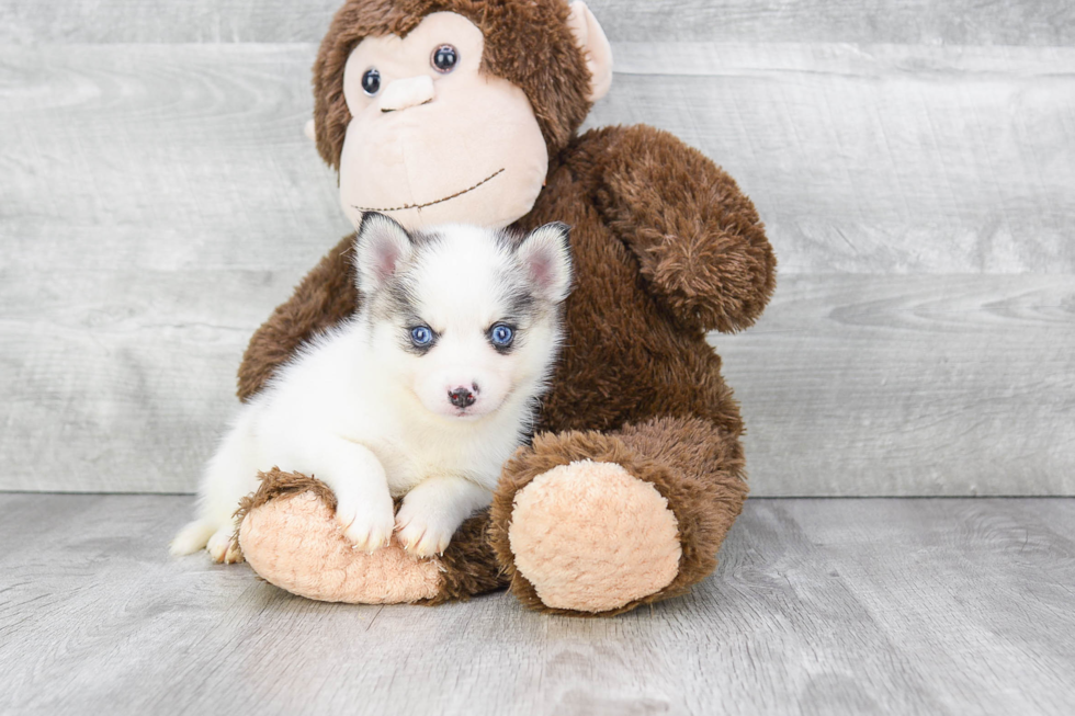 Cute Pomsky Baby