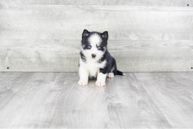 Pomsky Puppy for Adoption