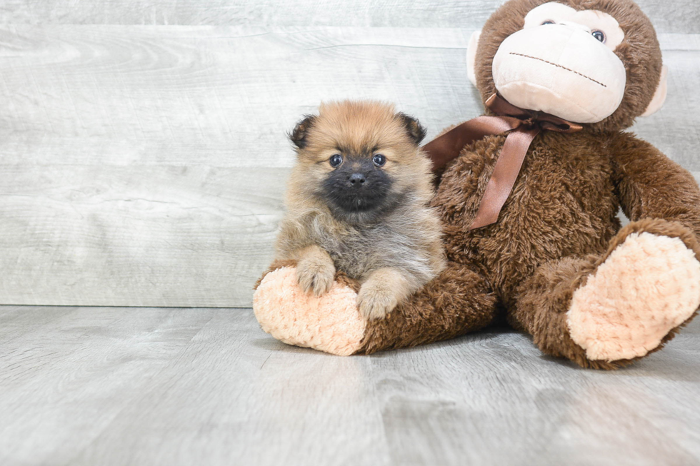 Petite Pomeranian Purebred Puppy