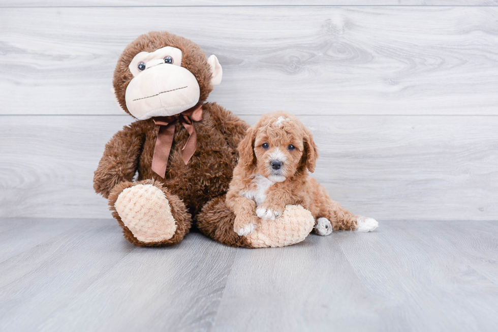 Cavapoo Puppy for Adoption