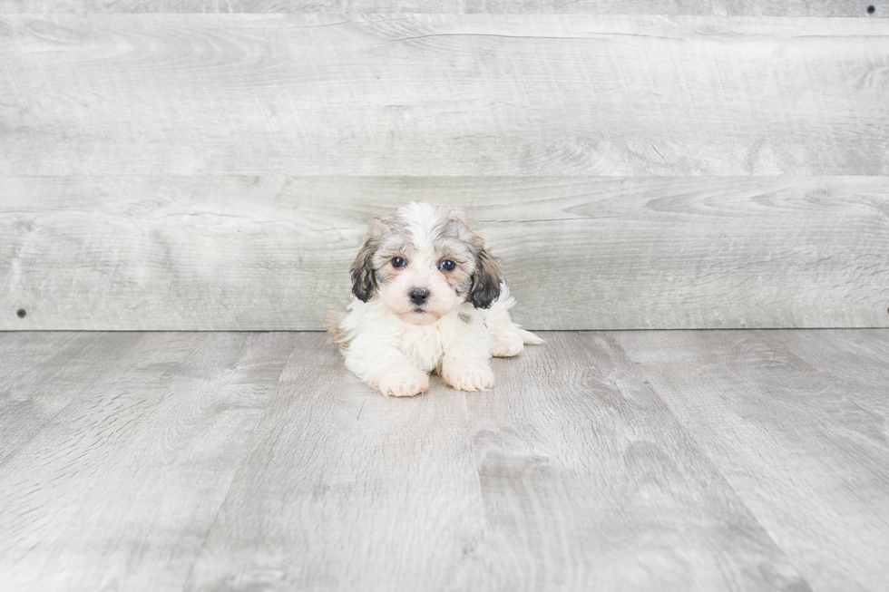 Havanese Pup Being Cute