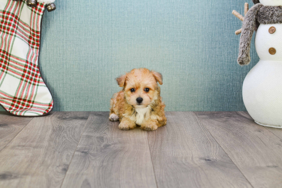 Morkie Pup Being Cute