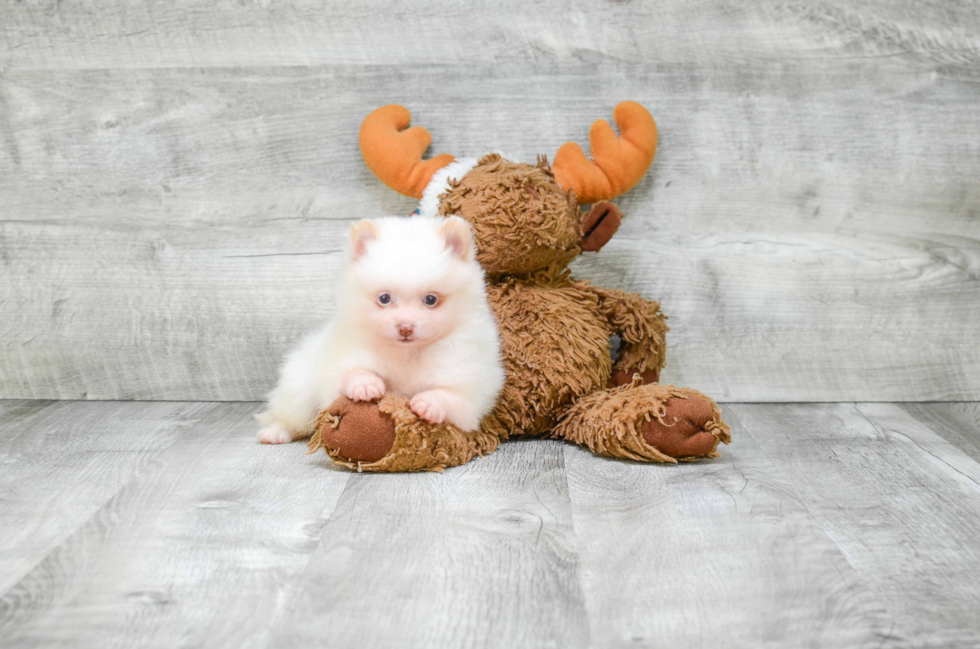 Adorable Pomeranian Purebred Puppy