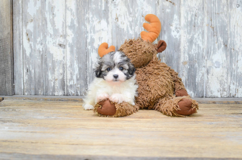 Teddy Bear Pup Being Cute