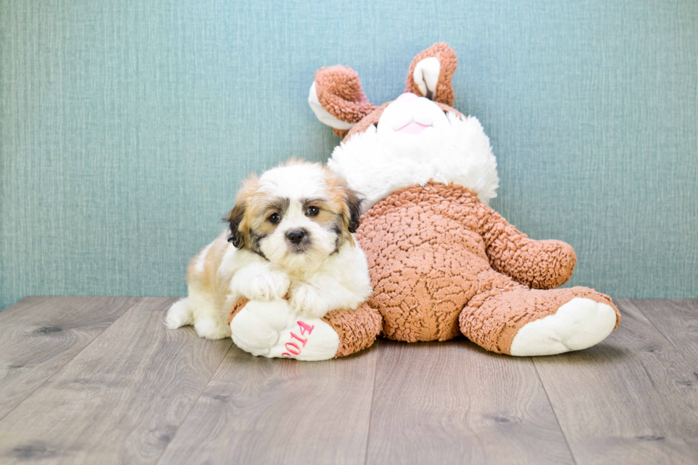 Teddy Bear Pup Being Cute